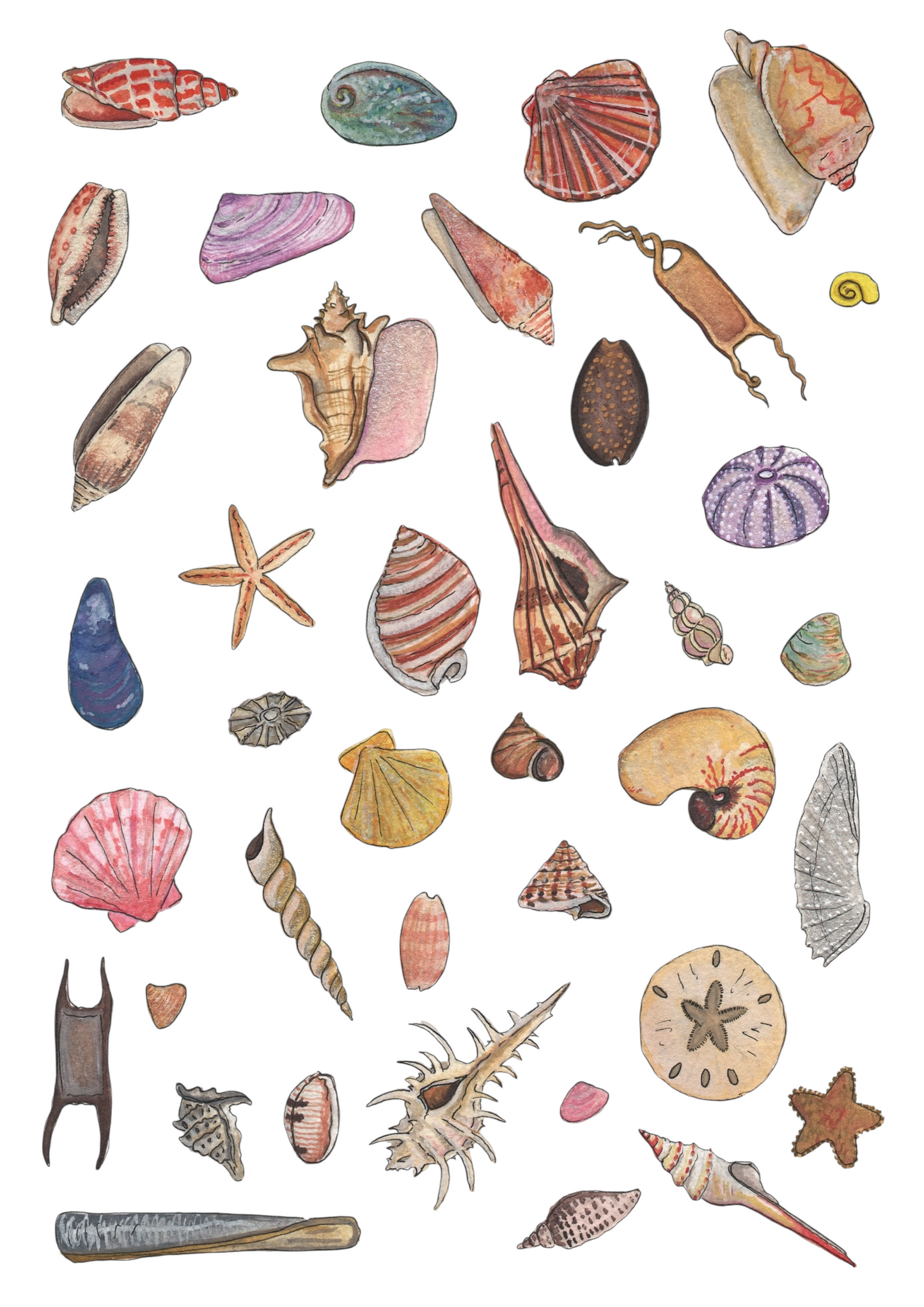 Seashell Watercolour Print