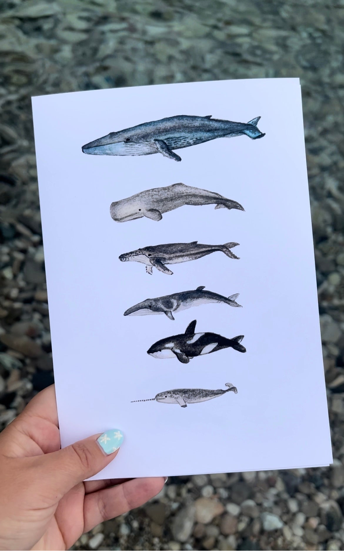 Whale Watercolour Print