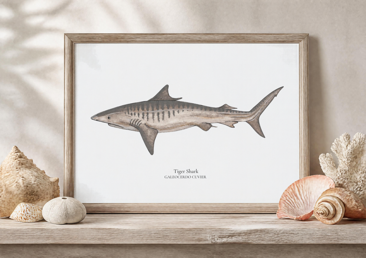 Tiger Shark Fine Art Watercolour Print