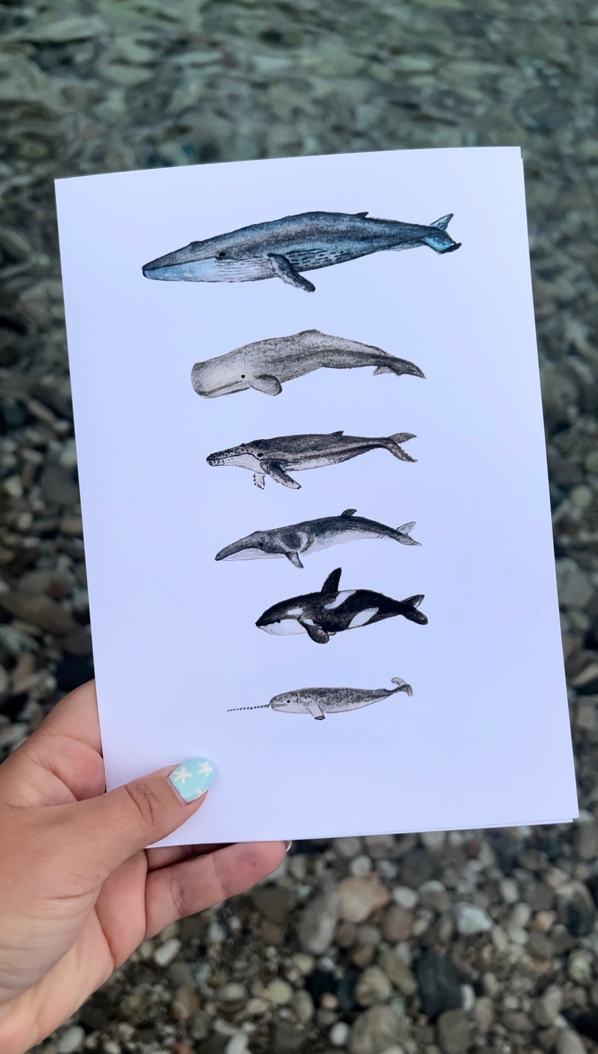 Whale Watercolour Print