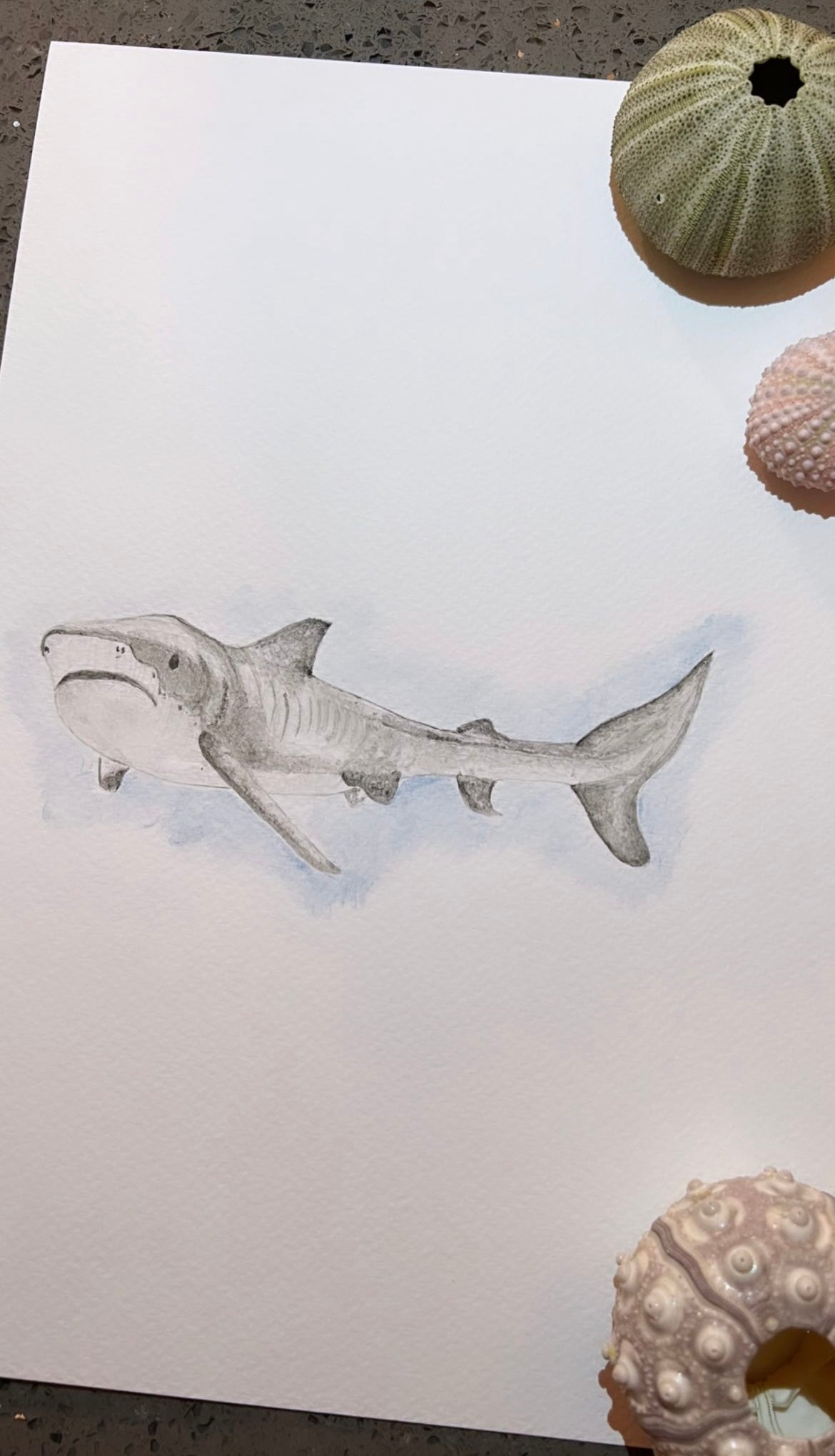 Custom Marine Animal Watercolour Painting