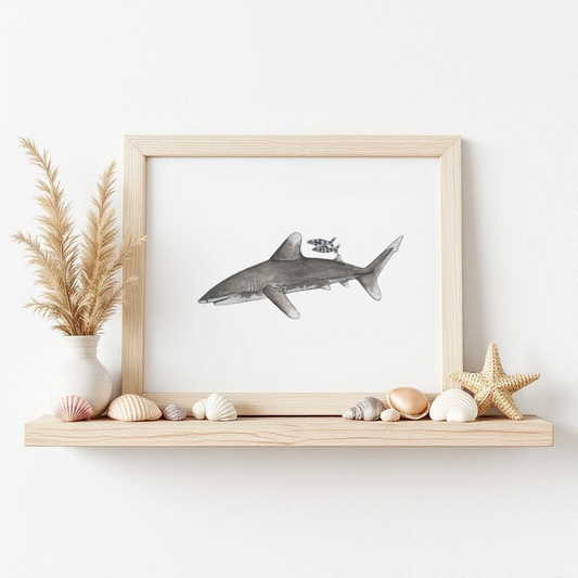 Oceanic White Tip Fine Art Watercolour Print