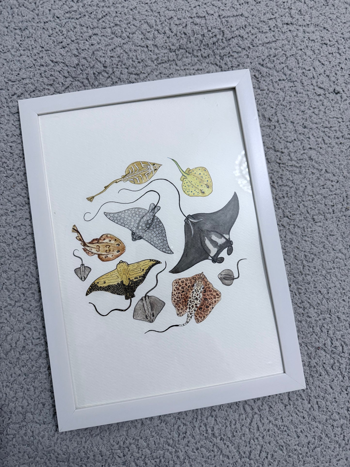 Oceanic Ray Watercolour Print