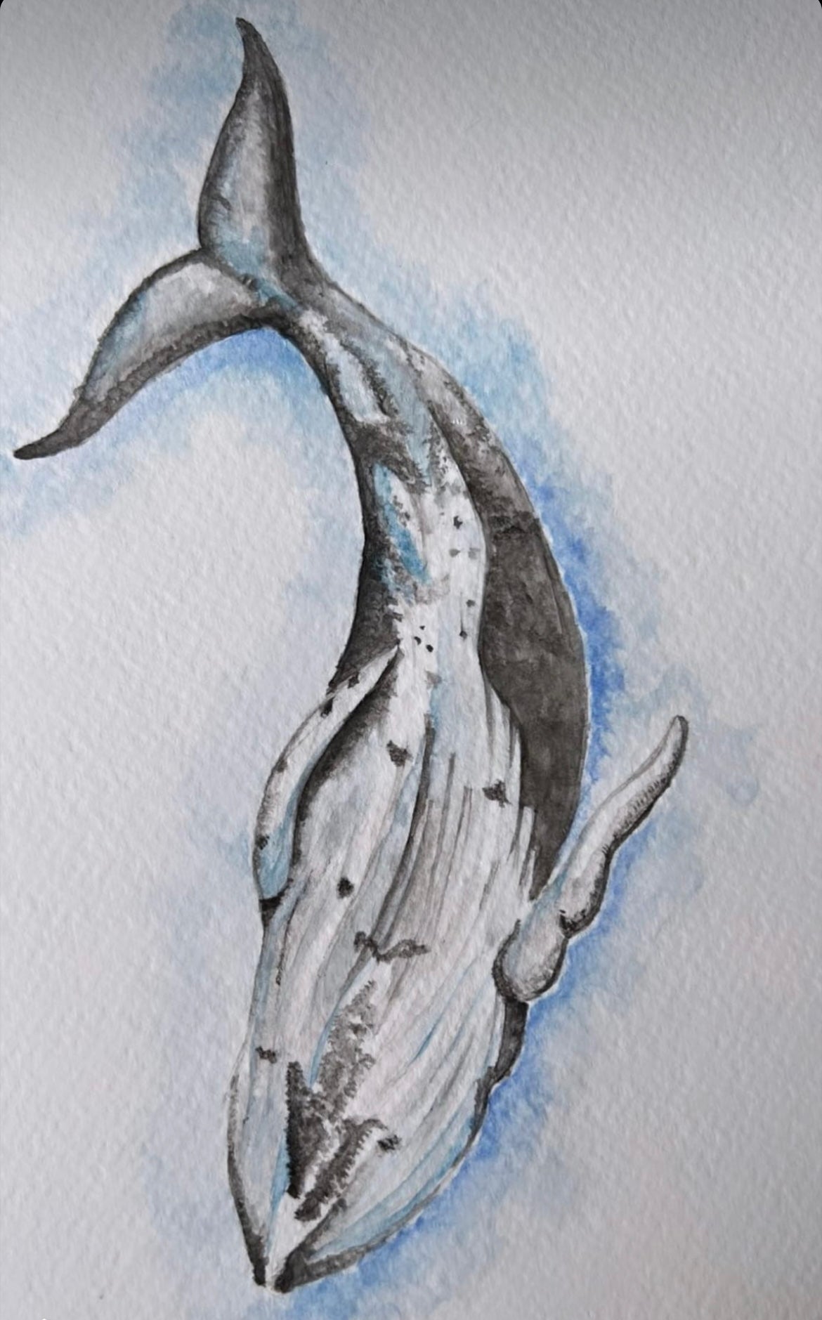 Custom Marine Animal Watercolour Painting