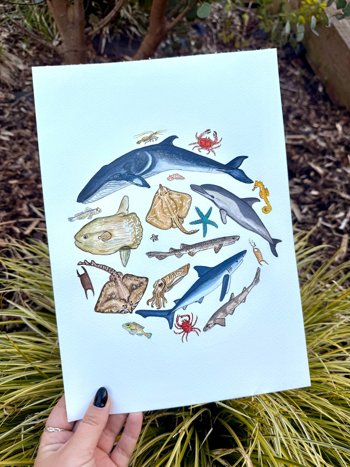 British Marine Life Watercolour Print