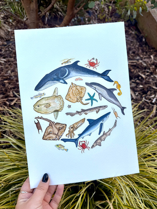 British Marine Life Watercolour Print