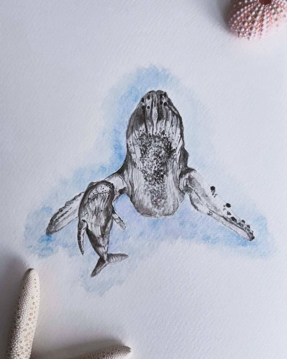 Custom Marine Animal Watercolour Painting