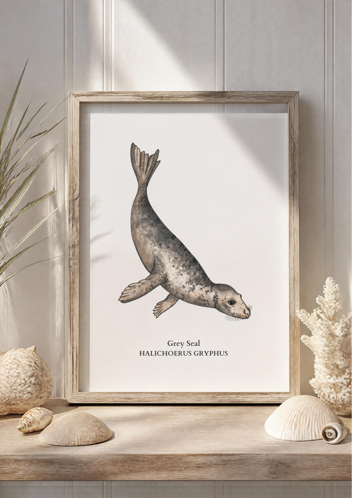 Grey Seal Fine Art Watercolour Print