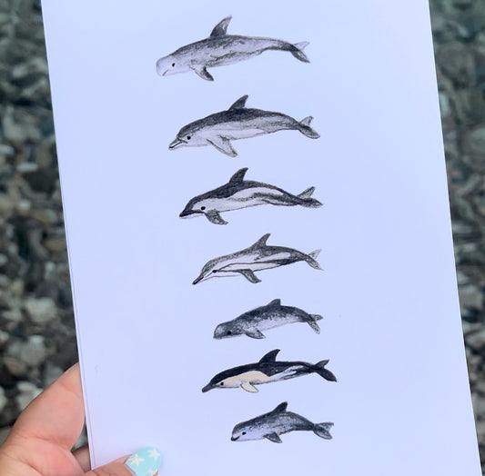 Dolphin Watercolour Print