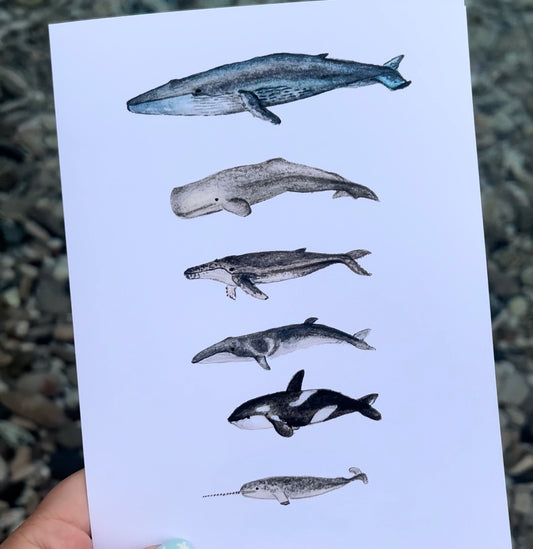 Whale Watercolour Print