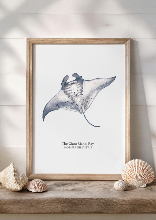 Manta Ray Fine Art Watercolour Print