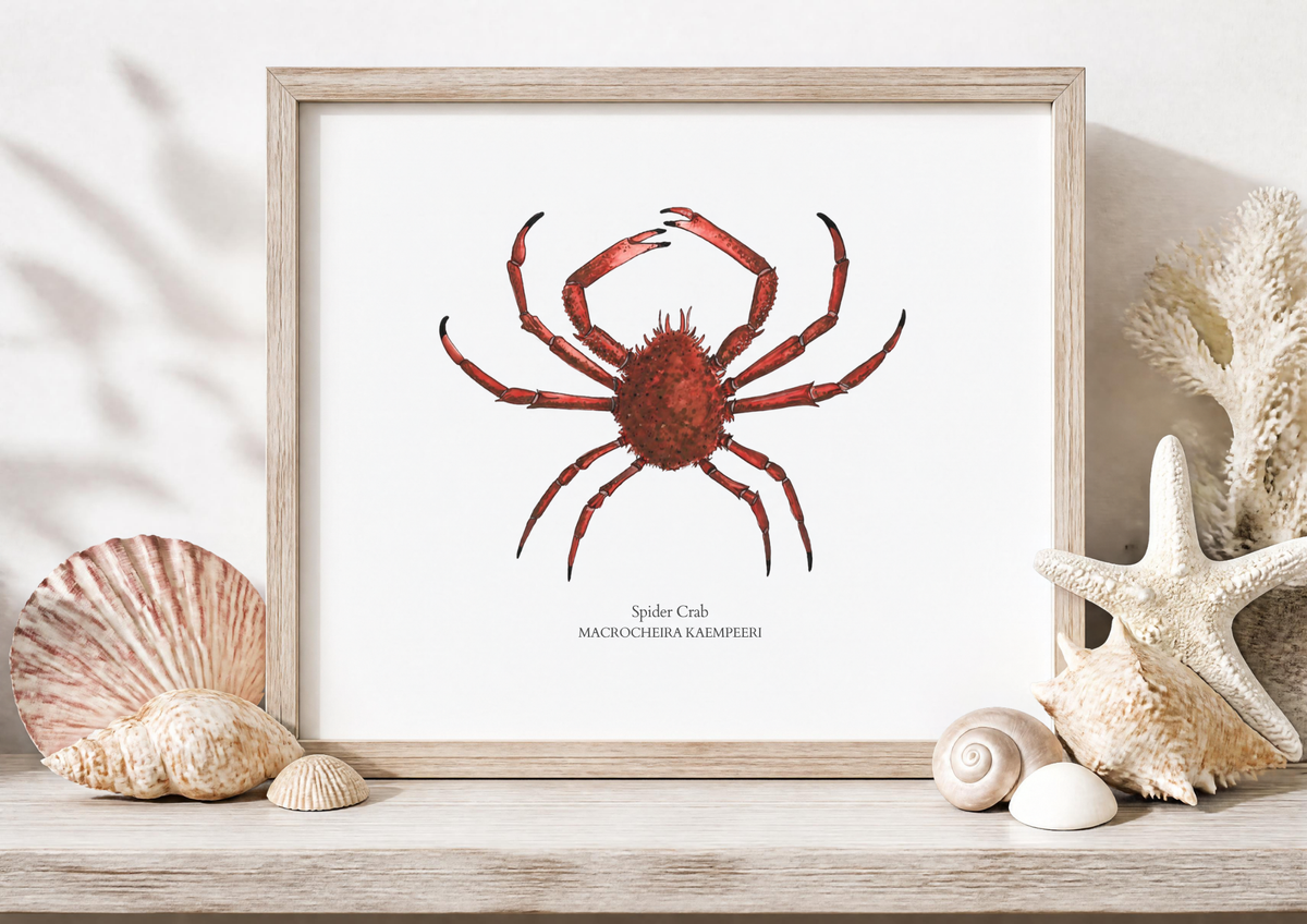 Spider Crab Fine Art Watercolour Print