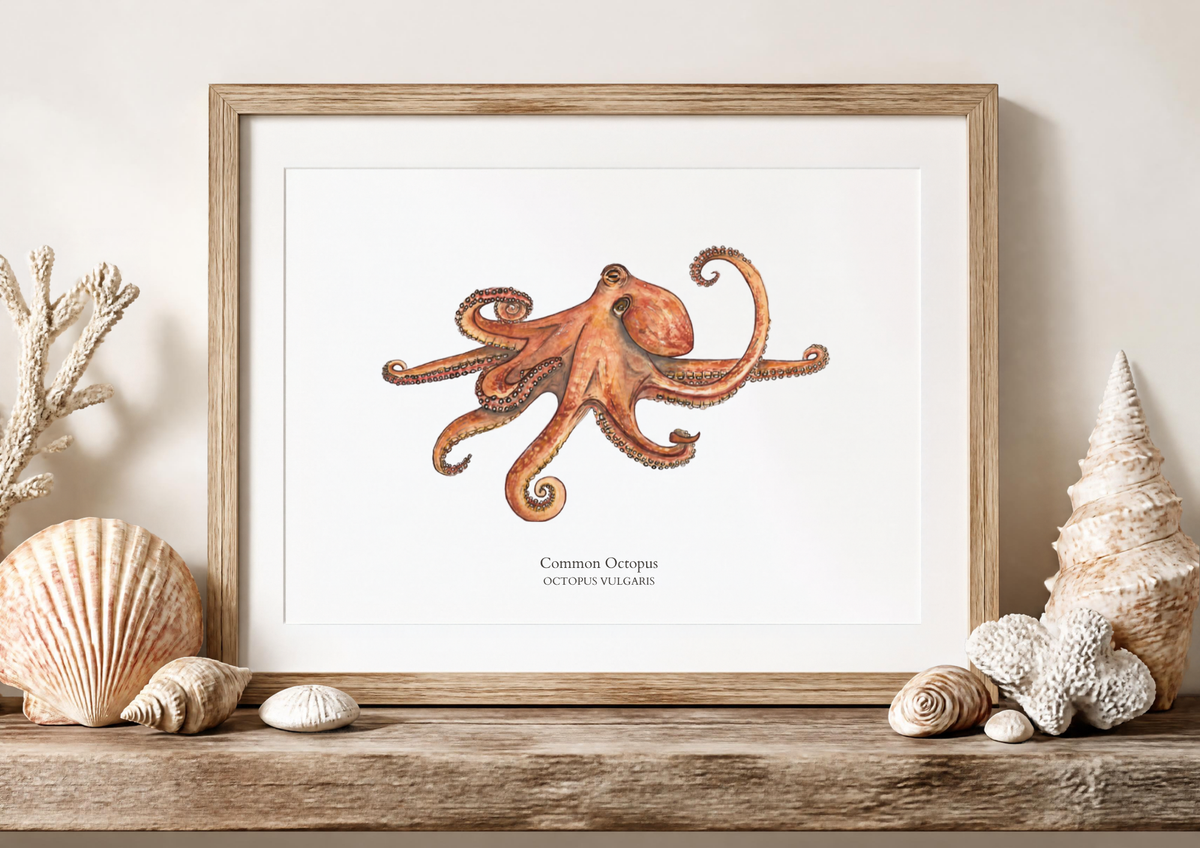 Octopus Fine Art Watercolour Print