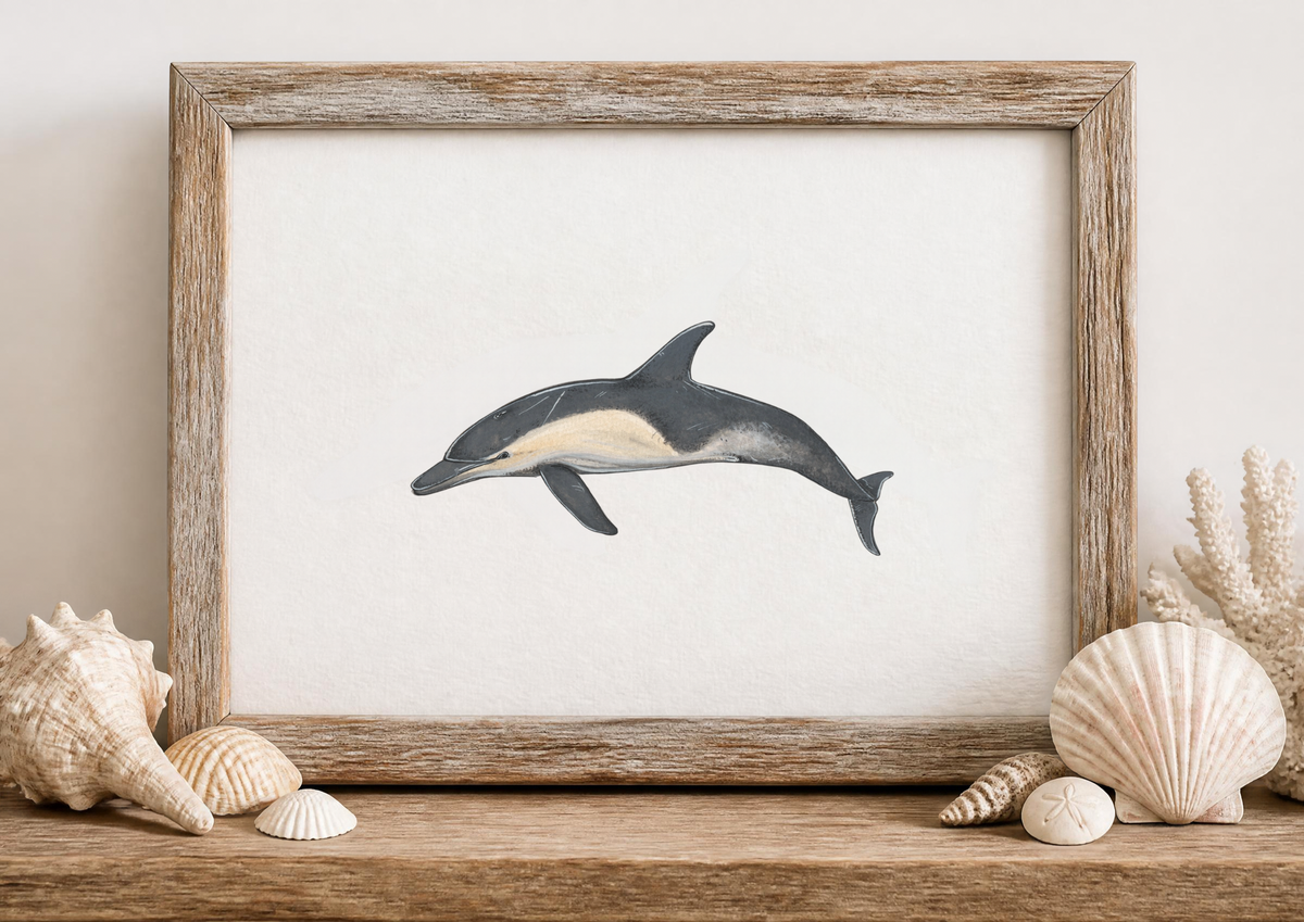 Common Dolphin Fine Art Watercolour Print