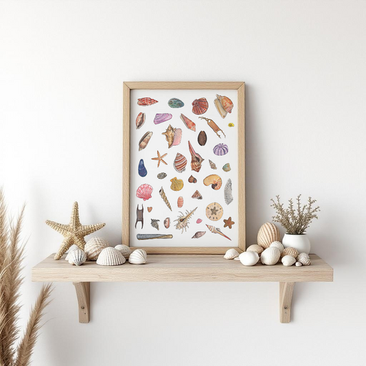 Seashell Fine Art Watercolour Print