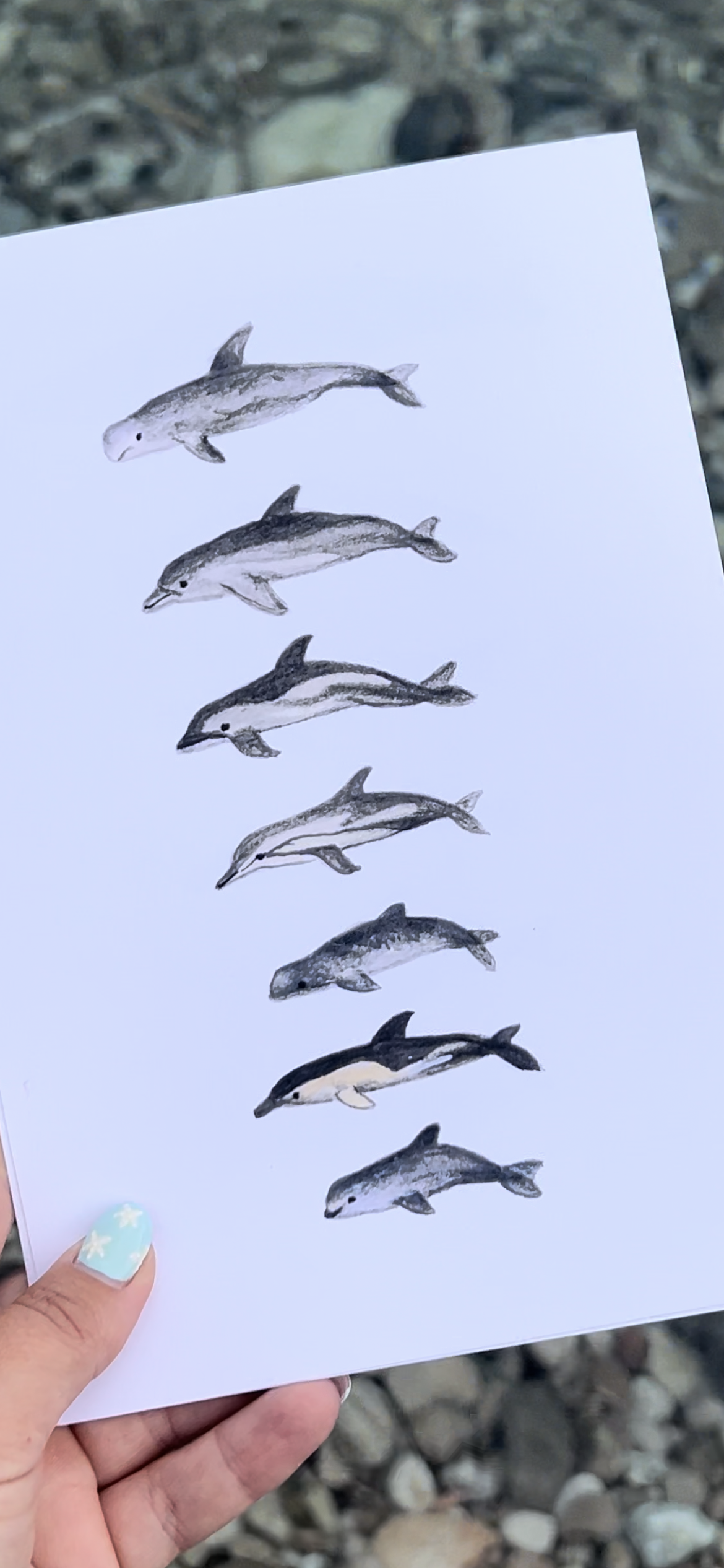 Dolphin Watercolour Print