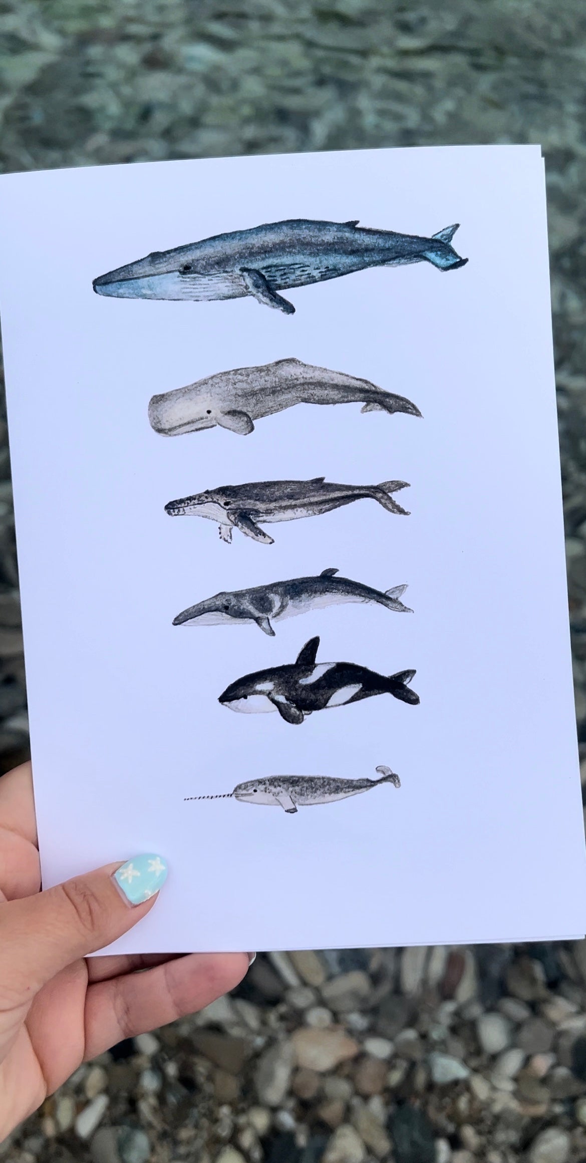 Whale Watercolour Print
